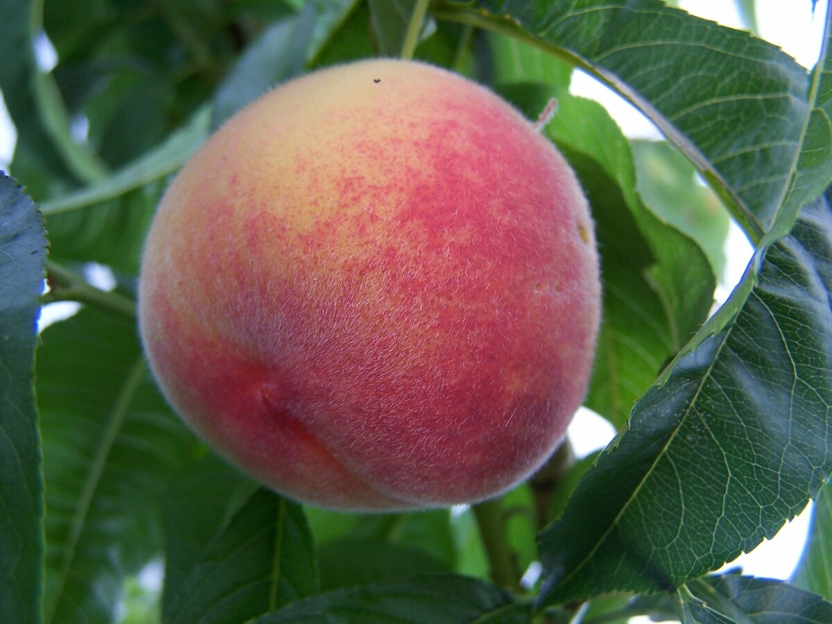 Peach